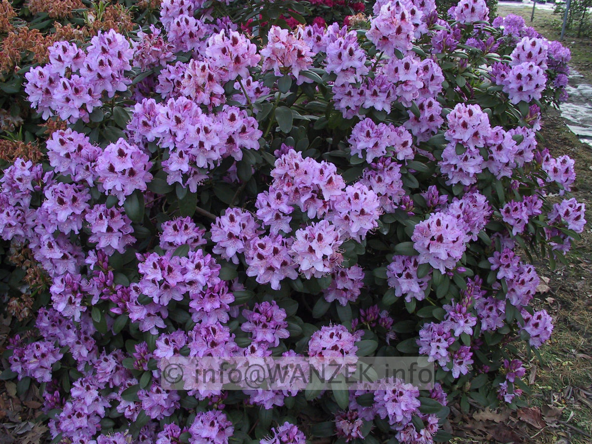 Rhododendron Humboldt 01.JPG